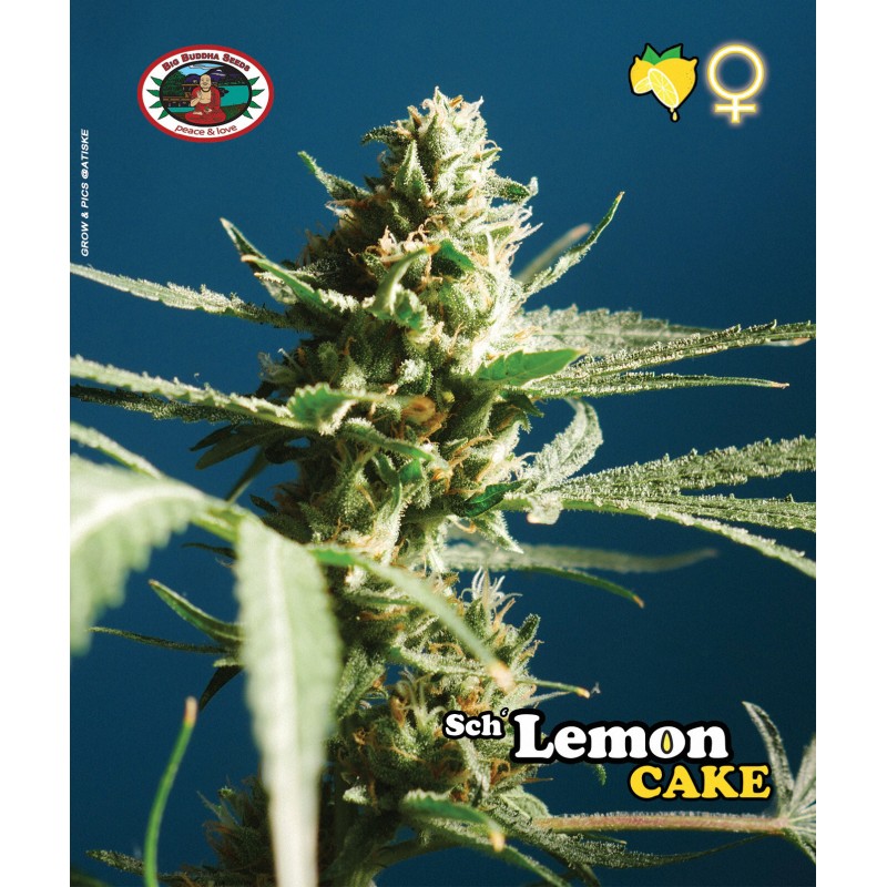 SCH LEMON CAKE · Big Buddha Seeds · kenevir tohum · Disi · Fem