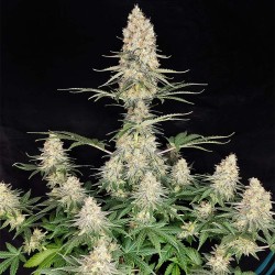 QUASAR · 10 · Buddha Seeds...