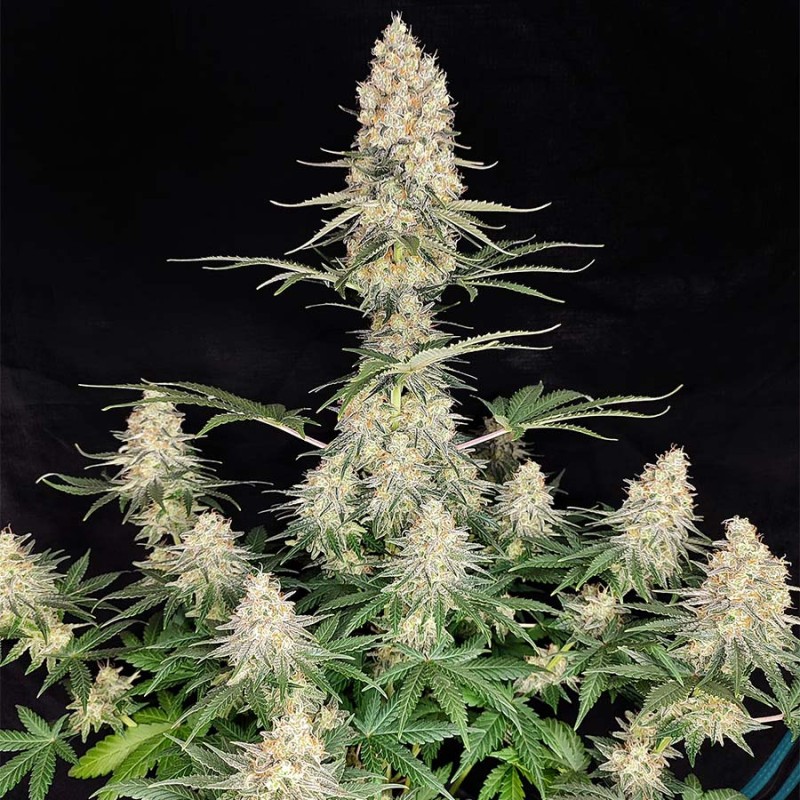 QUASAR · 10 · Buddha Seeds · kenevir tohum · Disi · AutoFem