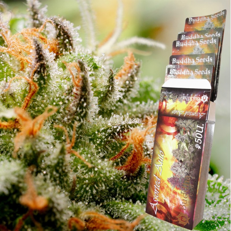 ASSORTED AUTO · Buddha Seeds · cannabis seeds · AutoFem