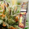 ASSORTED AUTO · Buddha Seeds · cannabis seeds · AutoFem