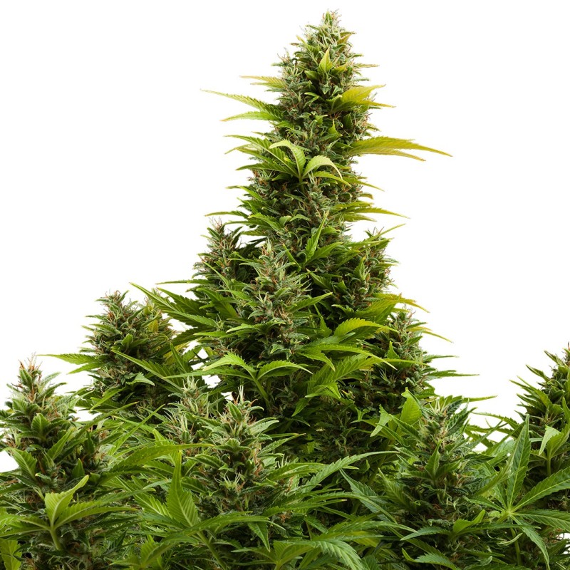AUTO MEDIKIT CBD · Buddha Seeds · kenevir tohum · Disi · AutoFem