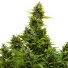 AUTO MEDIKIT CBD · Buddha Seeds · kenevir tohum · Disi · AutoFem