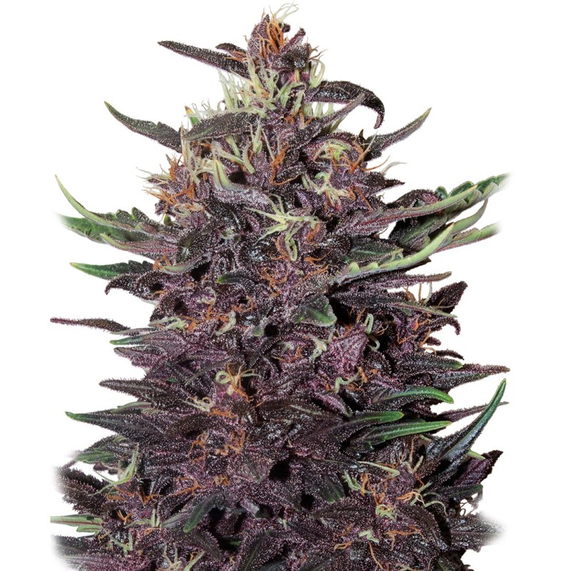 BUDDHA PURPLE KUSH AUTO · Buddha Seeds · kenevir tohum · Disi · AutoFem