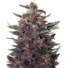 BUDDHA PURPLE KUSH AUTO · Buddha Seeds · kenevir tohum · Disi  · AutoFem