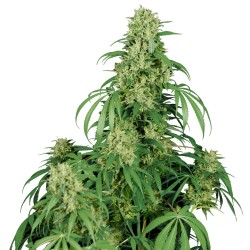 CALAMITY JANE AUTO · Buddha...