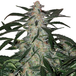 DEIMOS · Buddha Seeds ·...