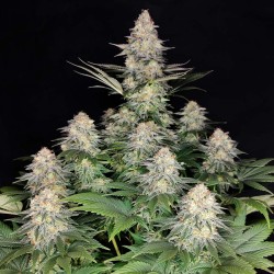 KRAKEN · Buddha Seeds ·...
