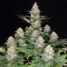 KRAKEN · Buddha Seeds · kenevir tohum · Disi · Fem