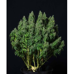 MAGNUM AUTO · Buddha Seeds...
