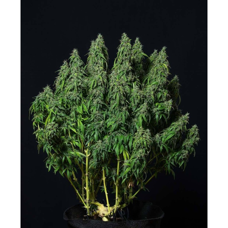 MAGNUM AUTO · Buddha Seeds · kenevir tohum · Disi  · AutoFem
