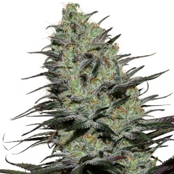 MORPHEUS · Buddha Seeds ·...