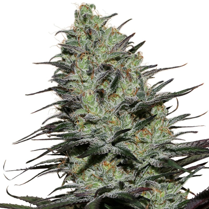 MORPHEUS · Buddha Seeds · kenevir tohum · Disi · Fem
