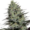 MORPHEUS · Buddha Seeds · kenevir tohum · Disi · Fem