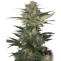 RED DWARF AUTO · Buddha...
