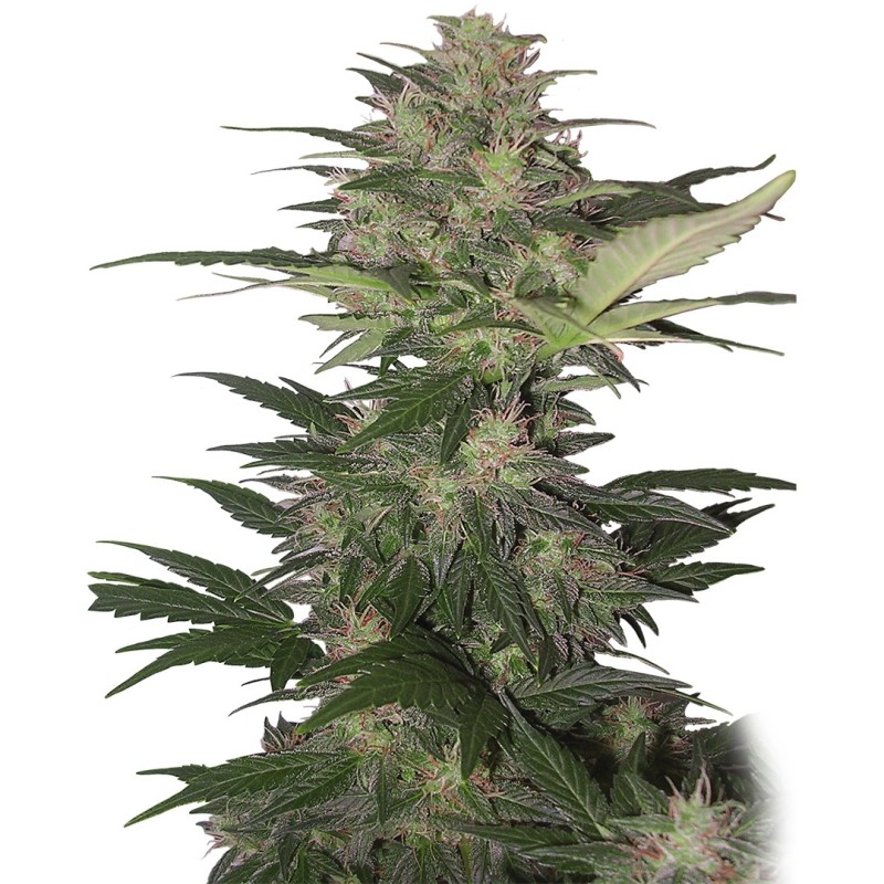 RED DWARF AUTO · Buddha Seeds · cannabis seeds · AutoFem