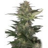 RED DWARF AUTO · Buddha Seeds · cannabis seeds · AutoFem