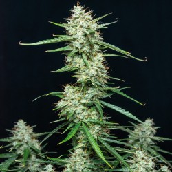 SYRUP · Buddha Seeds ·...