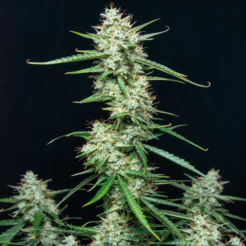 SYRUP · Buddha Seeds · kenevir tohum · Disi · AutoFem