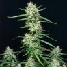 SYRUP · Buddha Seeds · kenevir tohum · Disi  · AutoFem