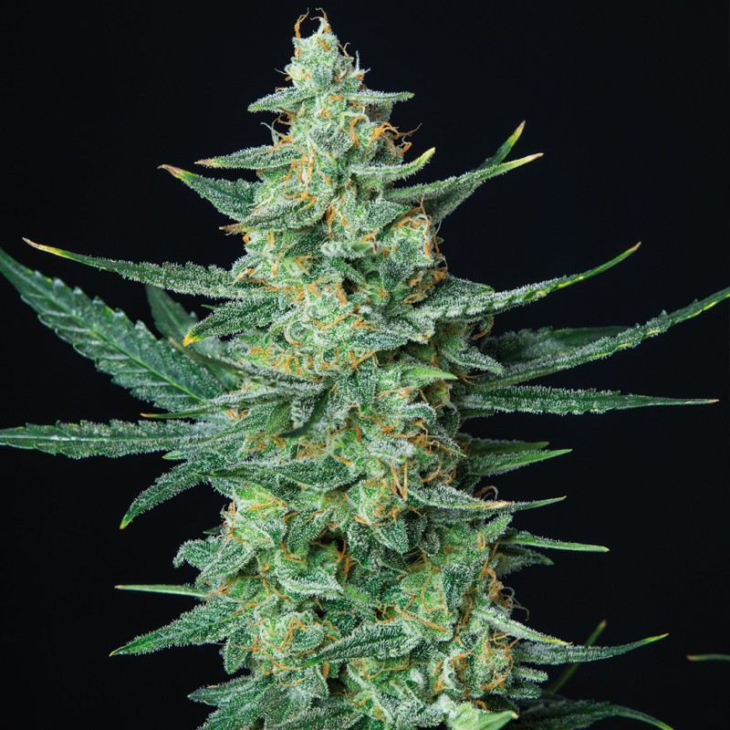 VESTA · Buddha Seeds · kenevir tohum · Disi · AutoFem