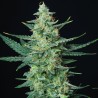 VESTA · Buddha Seeds · kenevir tohum · Disi  · AutoFem