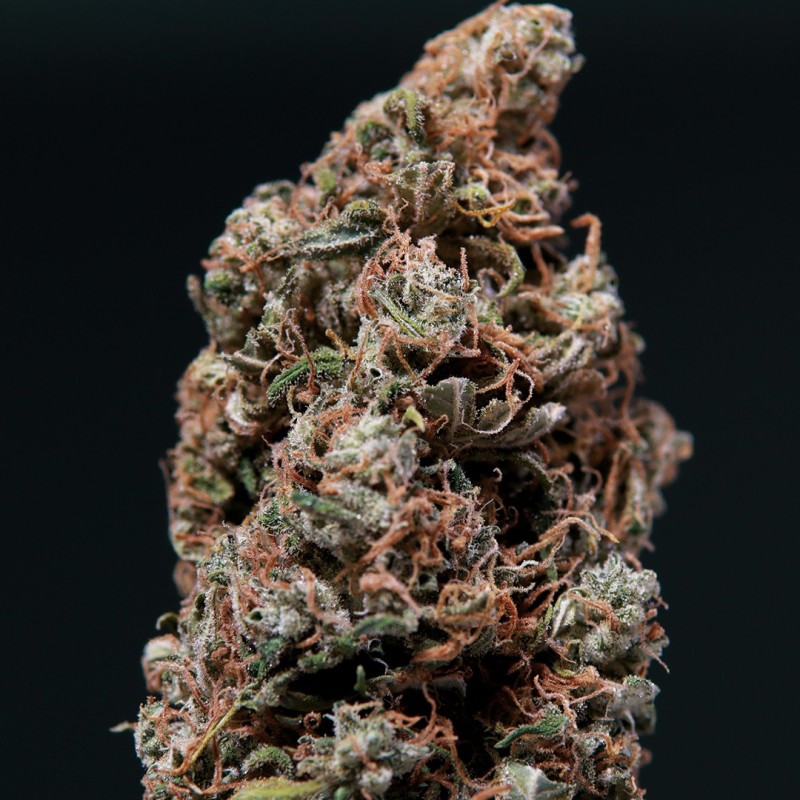 WHITE DWARF · Buddha Seeds · kenevir tohum · Disi · AutoFem