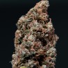 WHITE DWARF · Buddha Seeds · kenevir tohum · Disi · AutoFem