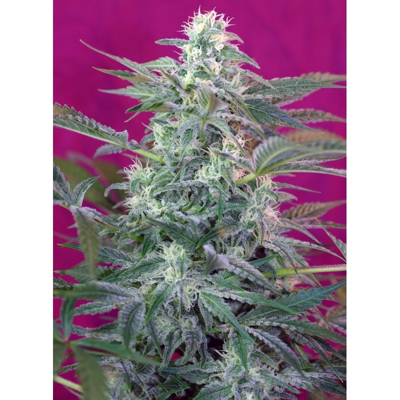 BIG FOOT · Sweet Seeds · cannabis seeds · Fem