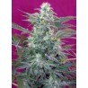 BIG FOOT · Sweet Seeds · cannabis seeds · Fem