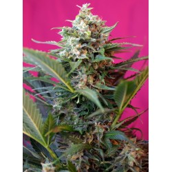 BIG DEVIL XL AUTO · Sweet...
