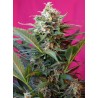 BIG DEVIL XL AUTO · Sweet Seeds · cannabis seeds · AutoFem