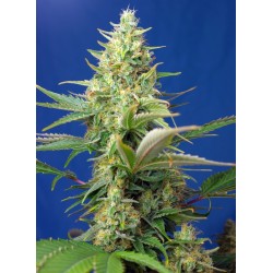 SWEET PURE AUTO CBD · Sweet...