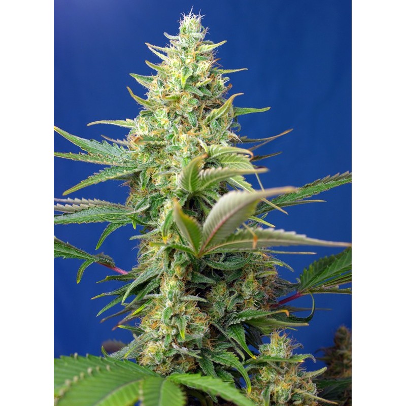 SWEET PURE AUTO CBD · Sweet Seeds · cannabis seeds · AutoFem