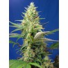 SWEET PURE AUTO CBD · Sweet Seeds · cannabis seeds · AutoFem
