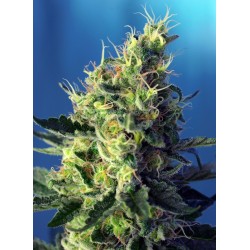 SWEET PURE CBD · Sweet...