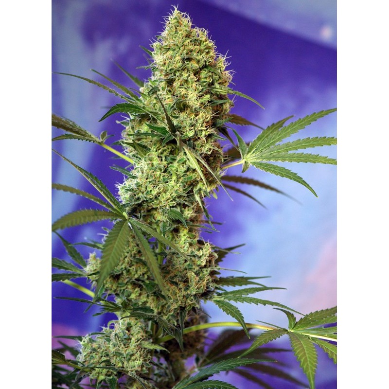 BIG DEVIL AUTO · Sweet Seeds · kenevir tohum · AutoFem