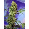 BIG DEVIL AUTO · Sweet Seeds · cannabis seeds · AutoFem
