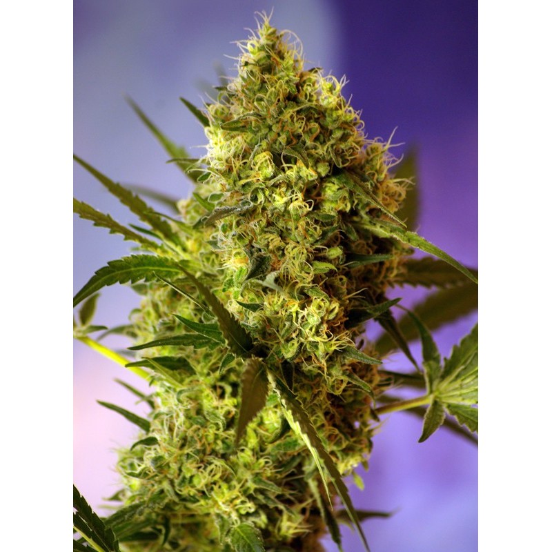 BIG DEVIL 2 AUTO · Sweet Seeds · cannabis seeds · AutoFem
