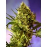 BIG DEVIL 2 AUTO · Sweet Seeds · cannabis seeds · AutoFem