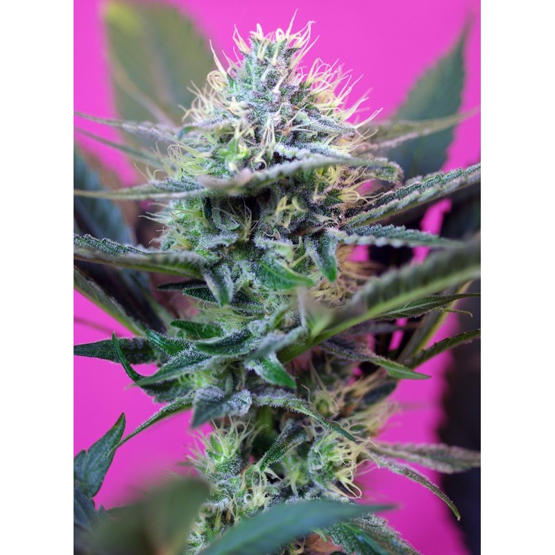 + SPEED · Sweet Seeds · cannabis seeds · AutoFem