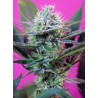 + SPEED · Sweet Seeds · cannabis seeds · AutoFem