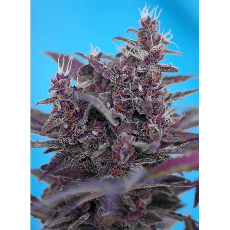BLACK CREAM AUTO · Sweet Seeds · cannabis seeds · AutoFem