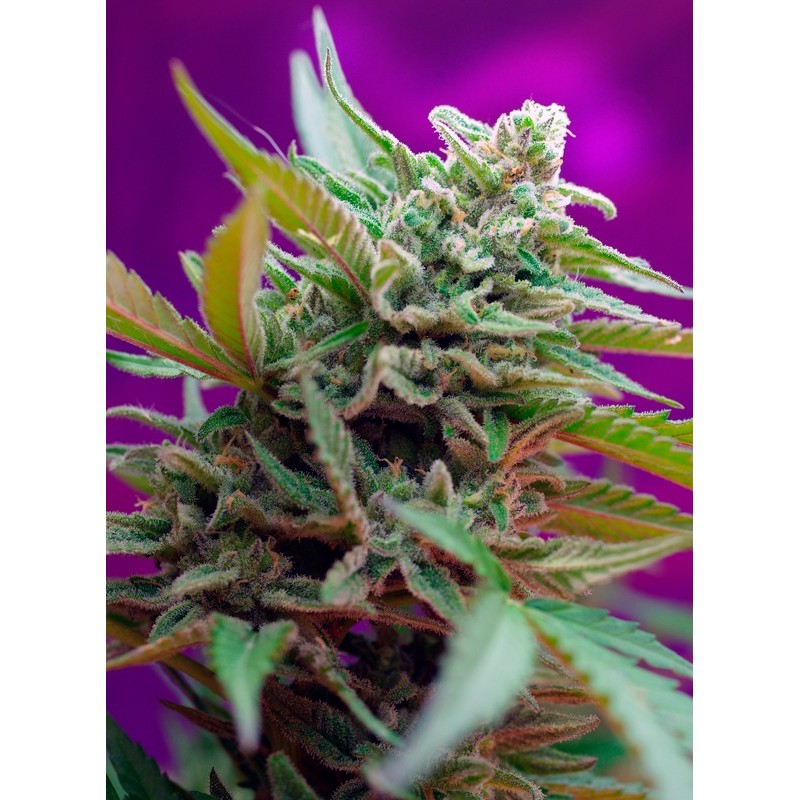 BLACK JACK AUTO · Sweet Seeds · cannabis seeds · AutoFem