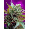 BLACK JACK AUTO · Sweet Seeds · cannabis seeds · AutoFem
