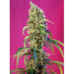 BLACK JACK CBD · Sweet...