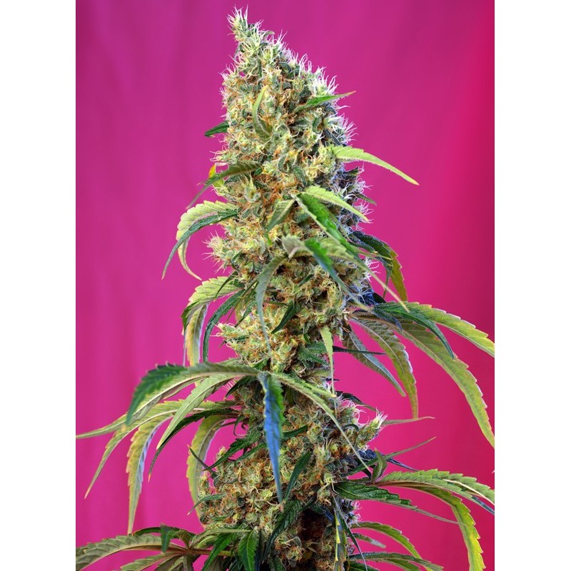 BLACK JACK CBD · Sweet Seeds · cannabis seeds · Fem