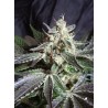 BLACK JACK F1 FAST VERSION · Sweet Seeds · cannabis seeds · Fem