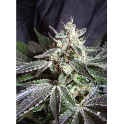 BLACK JACK · Sweet Seeds ·...