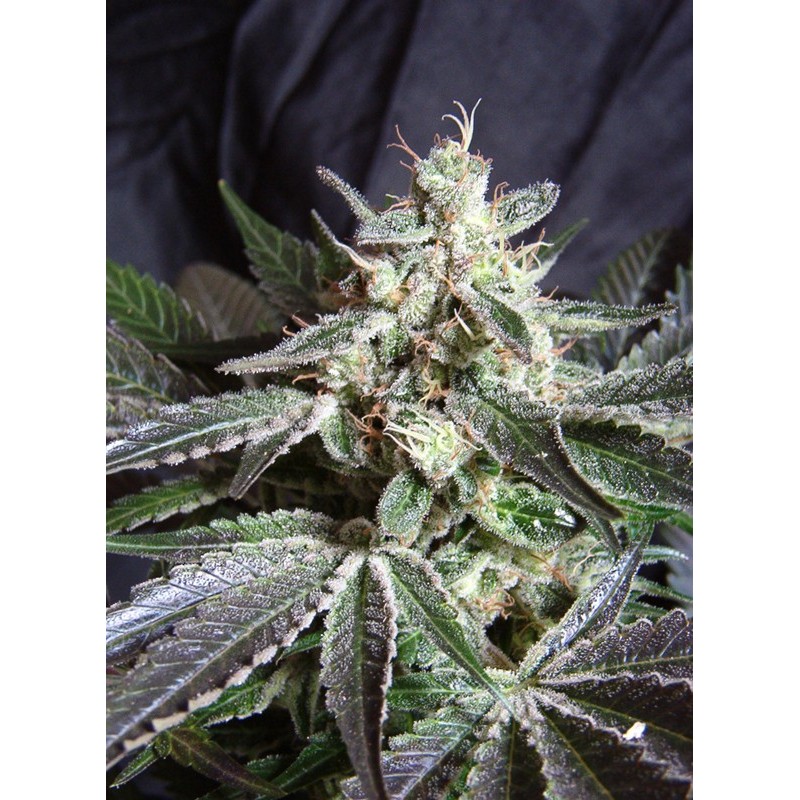 BLACK JACK · Sweet Seeds · cannabis seeds · Fem